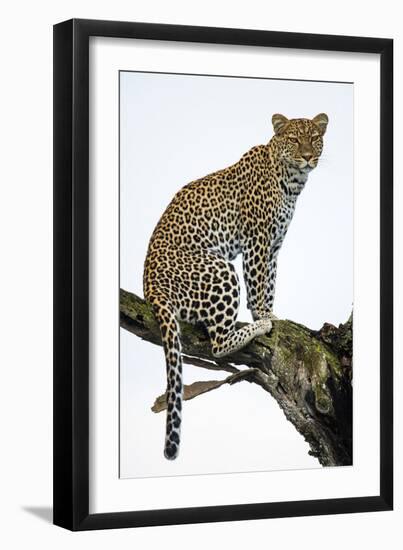 Leopard (Panthera Pardus) Sitting on a Tree, Ndutu, Ngorongoro Conservation Area, Tanzania-null-Framed Photographic Print