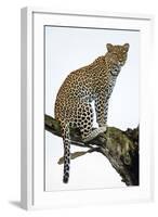 Leopard (Panthera Pardus) Sitting on a Tree, Ndutu, Ngorongoro Conservation Area, Tanzania-null-Framed Photographic Print