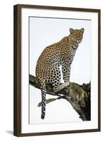 Leopard (Panthera Pardus) Sitting on a Tree, Ndutu, Ngorongoro Conservation Area, Tanzania-null-Framed Photographic Print