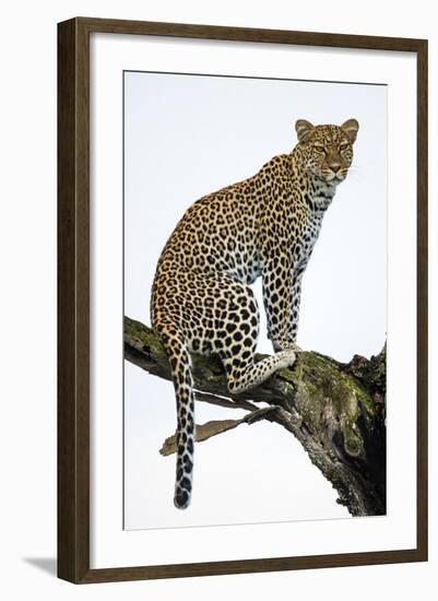 Leopard (Panthera Pardus) Sitting on a Tree, Ndutu, Ngorongoro Conservation Area, Tanzania-null-Framed Photographic Print