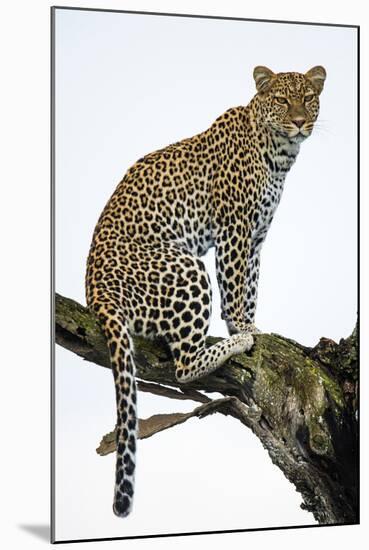 Leopard (Panthera Pardus) Sitting on a Tree, Ndutu, Ngorongoro Conservation Area, Tanzania-null-Mounted Photographic Print