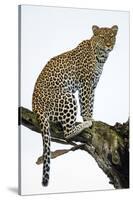 Leopard (Panthera Pardus) Sitting on a Tree, Ndutu, Ngorongoro Conservation Area, Tanzania-null-Stretched Canvas
