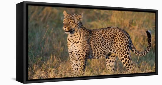 Leopard (Panthera Pardus) Standing in a Forest, Serengeti National Park, Tanzania-null-Framed Stretched Canvas