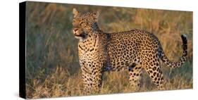 Leopard (Panthera Pardus) Standing in a Forest, Serengeti National Park, Tanzania-null-Stretched Canvas