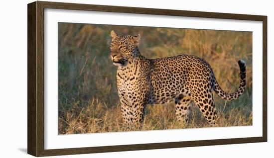 Leopard (Panthera Pardus) Standing in a Forest, Serengeti National Park, Tanzania-null-Framed Photographic Print