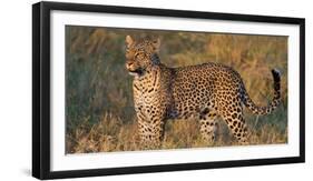 Leopard (Panthera Pardus) Standing in a Forest, Serengeti National Park, Tanzania-null-Framed Photographic Print