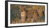 Leopard (Panthera Pardus) Standing in a Forest, Serengeti National Park, Tanzania-null-Framed Photographic Print