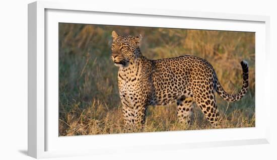 Leopard (Panthera Pardus) Standing in a Forest, Serengeti National Park, Tanzania-null-Framed Photographic Print