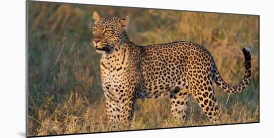 Leopard (Panthera Pardus) Standing in a Forest, Serengeti National Park, Tanzania-null-Mounted Photographic Print