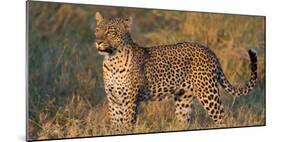 Leopard (Panthera Pardus) Standing in a Forest, Serengeti National Park, Tanzania-null-Mounted Photographic Print