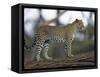 Leopard (Panthera Pardus) Standing on Log, Samburu Game Reserve, Kenya, East Africa, Africa-James Hager-Framed Stretched Canvas