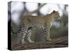 Leopard (Panthera Pardus) Standing on Log, Samburu Game Reserve, Kenya, East Africa, Africa-James Hager-Stretched Canvas