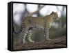 Leopard (Panthera Pardus) Standing on Log, Samburu Game Reserve, Kenya, East Africa, Africa-James Hager-Framed Stretched Canvas