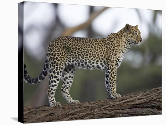 Leopard (Panthera Pardus) Standing on Log, Samburu Game Reserve, Kenya, East Africa, Africa-James Hager-Stretched Canvas