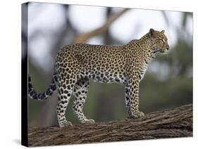 Leopard (Panthera Pardus) Standing on Log, Samburu Game Reserve, Kenya, East Africa, Africa-James Hager-Stretched Canvas