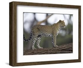 Leopard (Panthera Pardus) Standing on Log, Samburu Game Reserve, Kenya, East Africa, Africa-James Hager-Framed Photographic Print