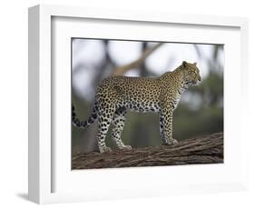 Leopard (Panthera Pardus) Standing on Log, Samburu Game Reserve, Kenya, East Africa, Africa-James Hager-Framed Photographic Print