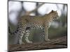 Leopard (Panthera Pardus) Standing on Log, Samburu Game Reserve, Kenya, East Africa, Africa-James Hager-Mounted Photographic Print