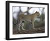 Leopard (Panthera Pardus) Standing on Log, Samburu Game Reserve, Kenya, East Africa, Africa-James Hager-Framed Photographic Print