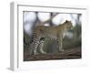 Leopard (Panthera Pardus) Standing on Log, Samburu Game Reserve, Kenya, East Africa, Africa-James Hager-Framed Photographic Print