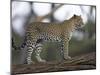 Leopard (Panthera Pardus) Standing on Log, Samburu Game Reserve, Kenya, East Africa, Africa-James Hager-Mounted Photographic Print