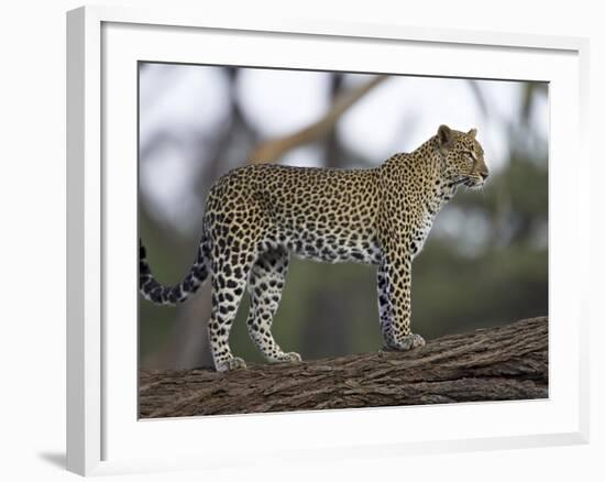 Leopard (Panthera Pardus) Standing on Log, Samburu Game Reserve, Kenya, East Africa, Africa-James Hager-Framed Photographic Print