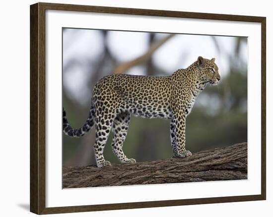 Leopard (Panthera Pardus) Standing on Log, Samburu Game Reserve, Kenya, East Africa, Africa-James Hager-Framed Photographic Print