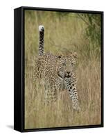 Leopard (Panthera Pardus) Walking Through Dry Grass with His Tail Up-James Hager-Framed Stretched Canvas