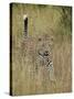 Leopard (Panthera Pardus) Walking Through Dry Grass with His Tail Up-James Hager-Stretched Canvas