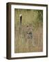 Leopard (Panthera Pardus) Walking Through Dry Grass with His Tail Up-James Hager-Framed Photographic Print