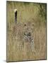 Leopard (Panthera Pardus) Walking Through Dry Grass with His Tail Up-James Hager-Mounted Photographic Print