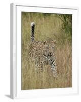 Leopard (Panthera Pardus) Walking Through Dry Grass with His Tail Up-James Hager-Framed Photographic Print