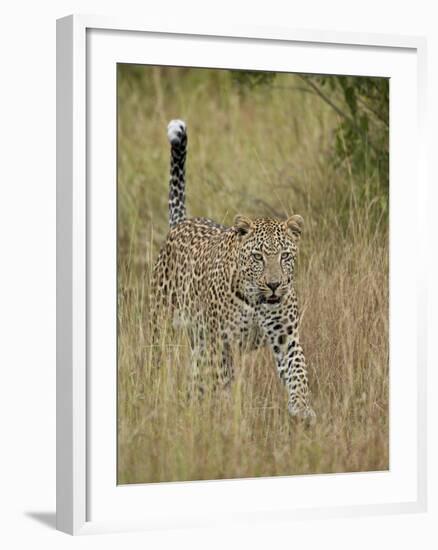 Leopard (Panthera Pardus) Walking Through Dry Grass with His Tail Up-James Hager-Framed Photographic Print