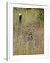 Leopard (Panthera Pardus) Walking Through Dry Grass with His Tail Up-James Hager-Framed Photographic Print