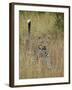 Leopard (Panthera Pardus) Walking Through Dry Grass with His Tail Up-James Hager-Framed Photographic Print