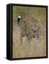 Leopard (Panthera Pardus) Walking Through Dry Grass-James Hager-Framed Stretched Canvas