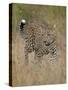 Leopard (Panthera Pardus) Walking Through Dry Grass-James Hager-Stretched Canvas