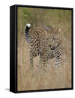 Leopard (Panthera Pardus) Walking Through Dry Grass-James Hager-Framed Stretched Canvas