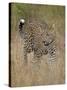 Leopard (Panthera Pardus) Walking Through Dry Grass-James Hager-Stretched Canvas