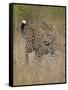 Leopard (Panthera Pardus) Walking Through Dry Grass-James Hager-Framed Stretched Canvas