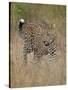 Leopard (Panthera Pardus) Walking Through Dry Grass-James Hager-Stretched Canvas