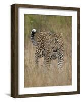 Leopard (Panthera Pardus) Walking Through Dry Grass-James Hager-Framed Photographic Print