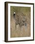 Leopard (Panthera Pardus) Walking Through Dry Grass-James Hager-Framed Photographic Print