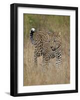 Leopard (Panthera Pardus) Walking Through Dry Grass-James Hager-Framed Photographic Print