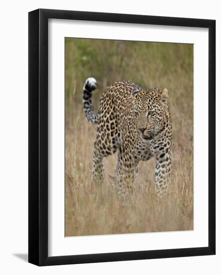 Leopard (Panthera Pardus) Walking Through Dry Grass-James Hager-Framed Photographic Print