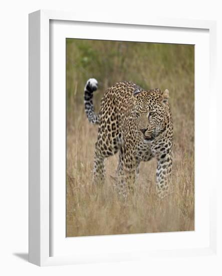 Leopard (Panthera Pardus) Walking Through Dry Grass-James Hager-Framed Photographic Print