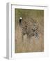 Leopard (Panthera Pardus) Walking Through Dry Grass-James Hager-Framed Photographic Print