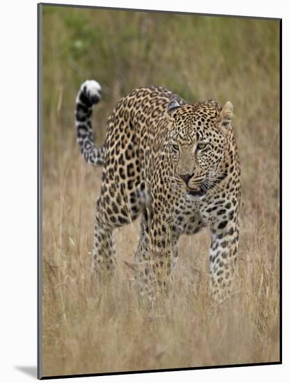 Leopard (Panthera Pardus) Walking Through Dry Grass-James Hager-Mounted Photographic Print
