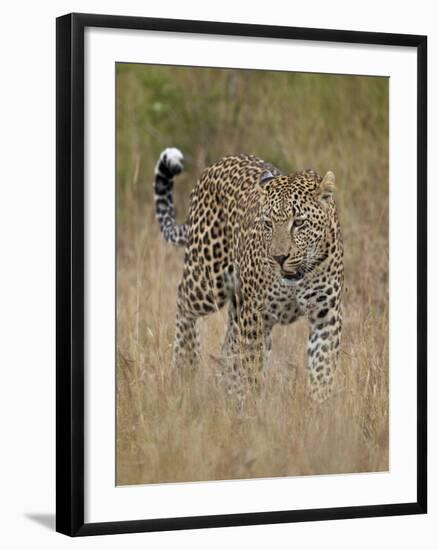 Leopard (Panthera Pardus) Walking Through Dry Grass-James Hager-Framed Photographic Print