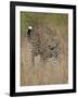 Leopard (Panthera Pardus) Walking Through Dry Grass-James Hager-Framed Photographic Print